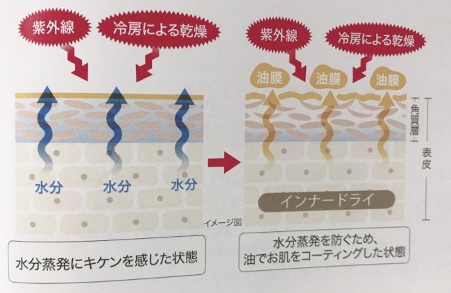 夏から秋はお肌のインナードライになりがち
