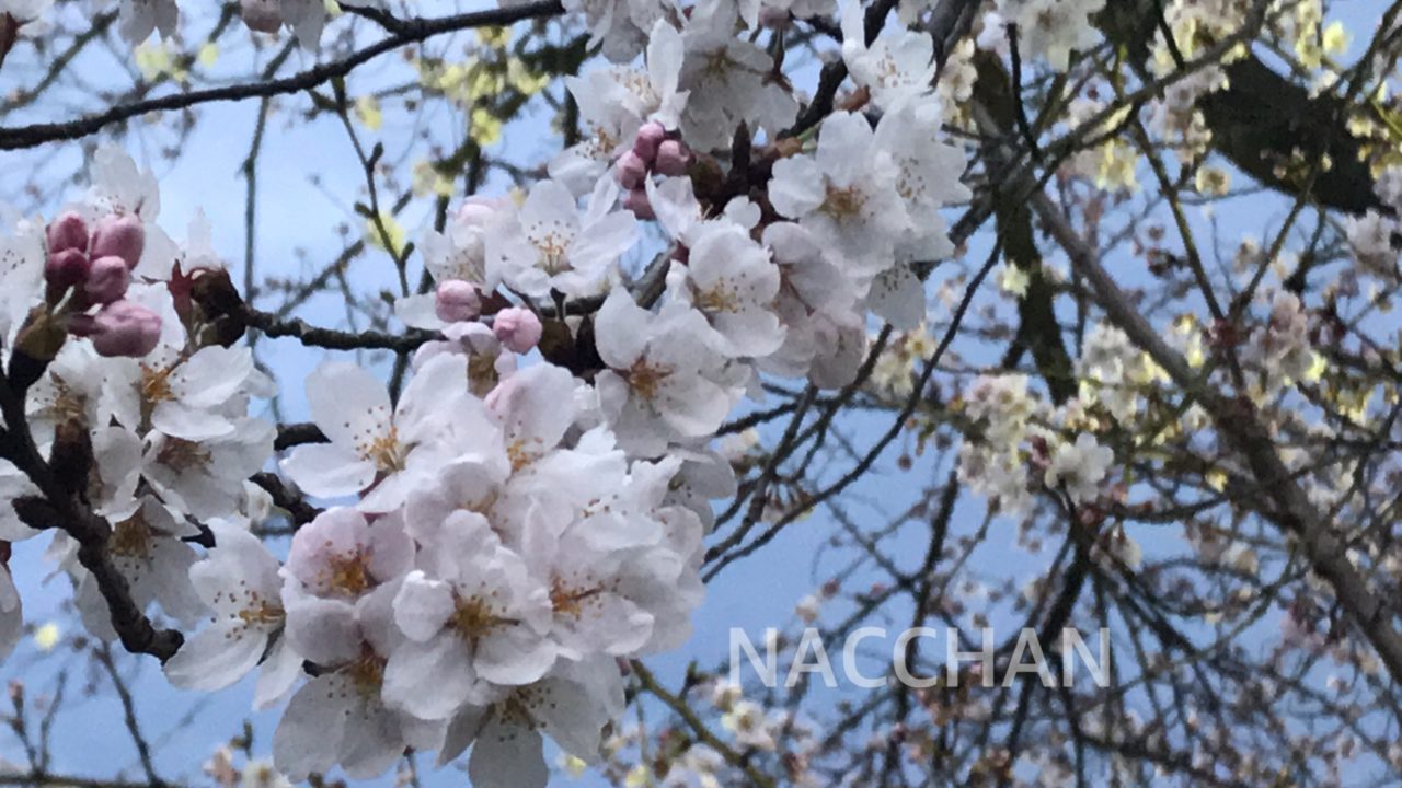 妊娠9ヶ月 保育園の入園式へ ママのマタニティコーデは産後も使える授乳対応ワンピがおすすめ Nac Chan